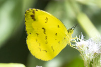Eurema andersoni--2 - Chulabhorn 10 - 3/02/26
