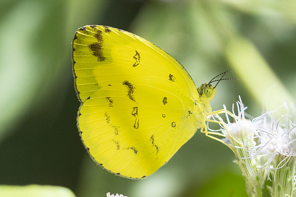 Eurema andersoni--2 - Chulabhorn 10 - 3/02/26