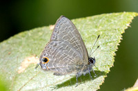 Ionolyce helicon--6 - Jardin d'hivers 960m - 2/02/26