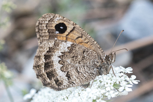 Satyrus actaea-4793