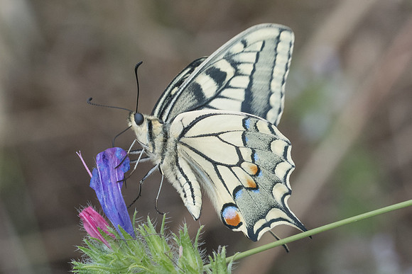 Papilio machaon-5640 - Crete - 28/05/23
