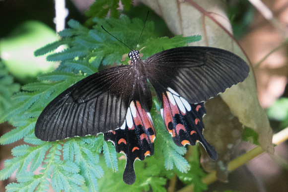 Papilio polytes romulus-2685 Koh Samui - 19/03/23