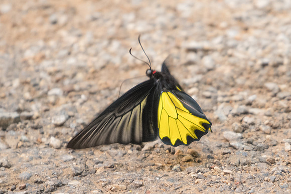 Troides aeacus aeacus-3092 Chiang Dao - 12/03/23