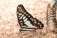 Graphium doson axion-4310 - Chiang Dao - 12/03/23