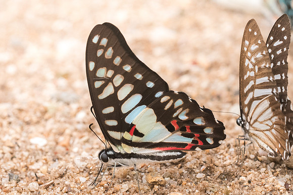 Graphium doson axion-4310 - Chiang Dao - 12/03/23
