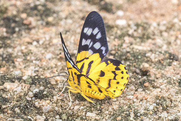 Dysphania militaris-8047- Chiang Dao - 11/03/23