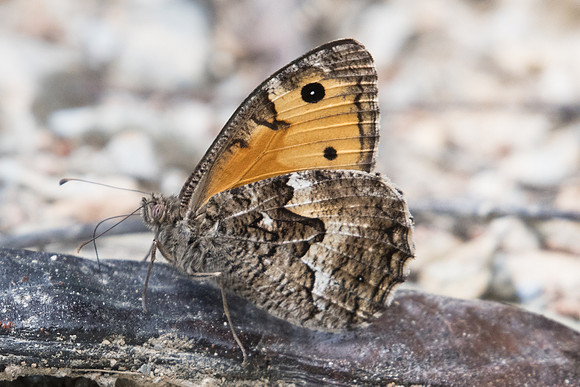 Hipparchia cretica-6087