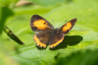 Heliophorus epicles tweediei ♀-63 - jardin d'hivers - 2/02/26