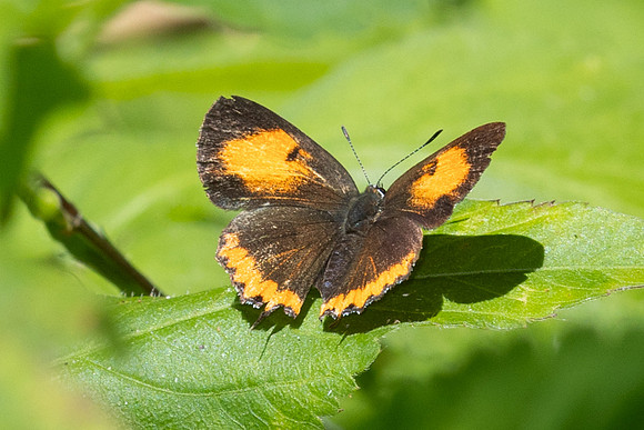 Heliophorus epicles tweediei ♀-63 - jardin d'hivers - 2/02/26