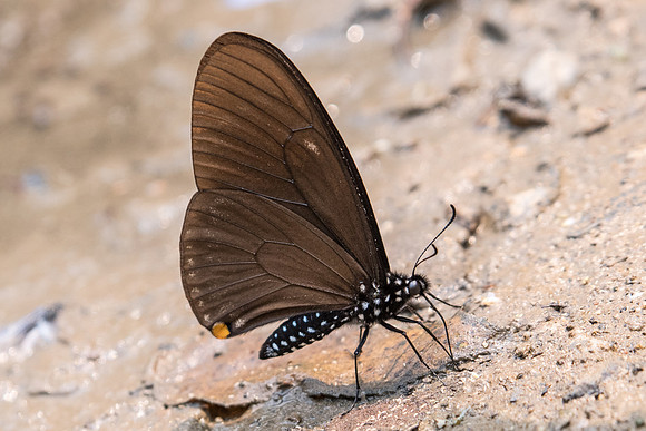 Chilasa slateri slateri-2060 - Chiang Dao  - 11/03/23