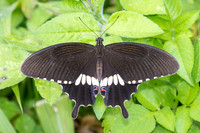 Papilio polytes - Common Mormon