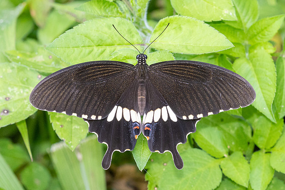 Papilio polytes--43 - Jardin d'hivers 950m - 30/01/26