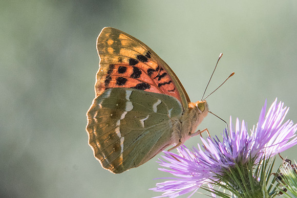 Argynnis pandora-7229