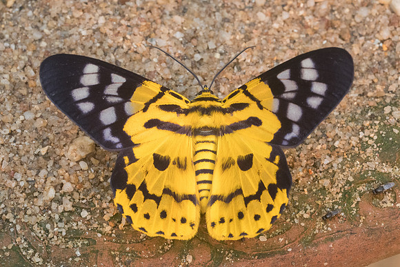 Dysphania militaris-8145- Chiang Dao - 11/03/23