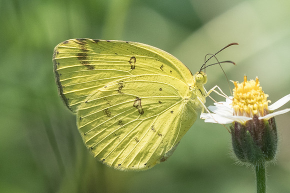 Eurema hecabe-9643 Ayutthaya 23/03/23