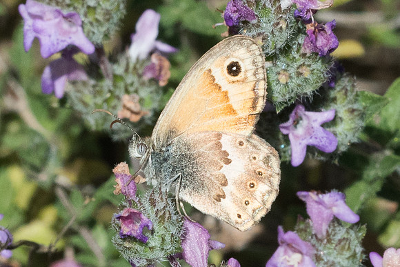 Coenonympha thyrsis-7397