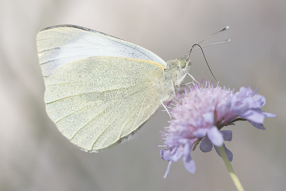 Pieris brassicae-6609