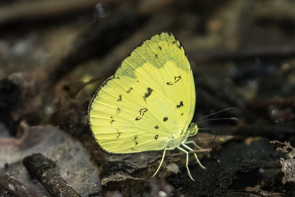 Eurema hecabe hecabe-2222 Koh Samui 19/03/23