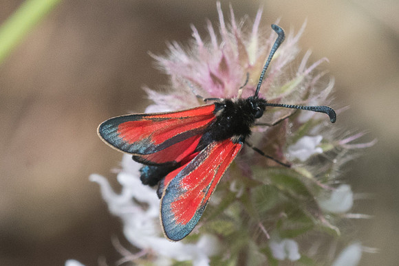 Zygaena punctum-5572
