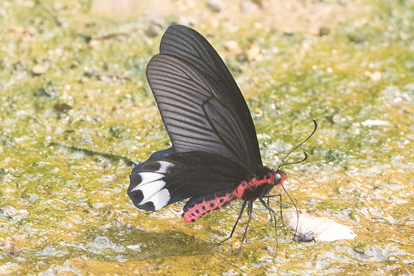 Atrophaneura varuna zaleucus-8636 - Chiang Dao - 11/03/23