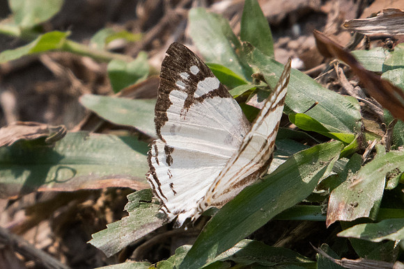 Dodona deodata deodata ♀-5618 - Doi-Suthep - 9/03/23