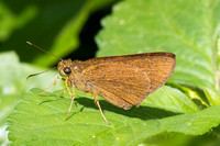 Pemara pugnans-