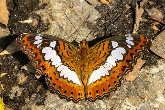 Moduza procris-6099 - Doi-Suthep - 26/03/24