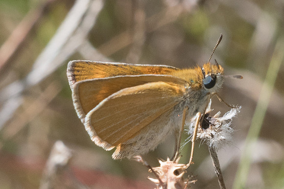 Thymelicus acteon-6522