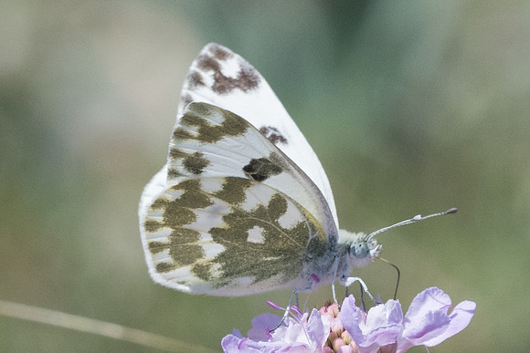 Pontia edusa-6454 - Stavros (Crete) - 30/05/23