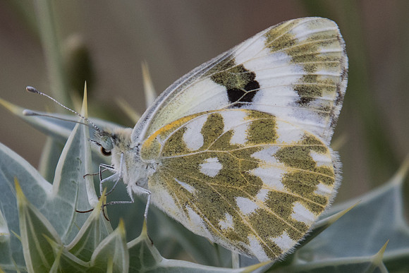 Pontia edusa-6949