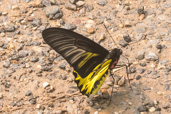 Troides aeacus aeacus id--3977 Chiang Dao - 12/03/23