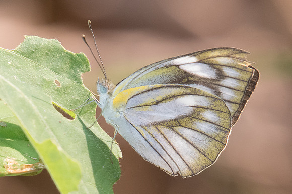 Appias olferna olferna ♀-9604 - Koh Samui - 16/03/23
