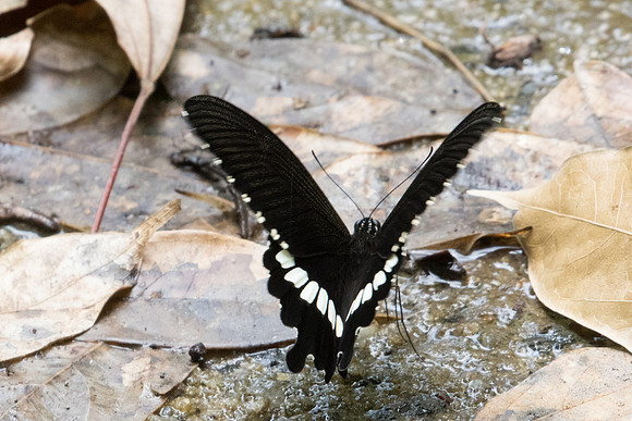 Papilio polytes-1282 - Koh Samui - 18/03/23