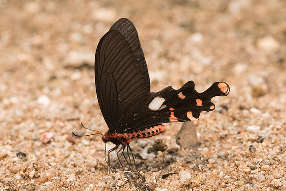 Atrophaneura polyeuctes polyeuctes -3523 - Chiang Dao - 12/03/23