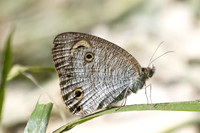 Ypthima pandocus--9
