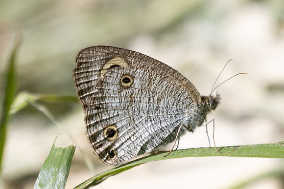 Ypthima pandocus--9
