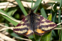Lythria plumularia-1058