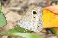 Ypthima pandocus--41
