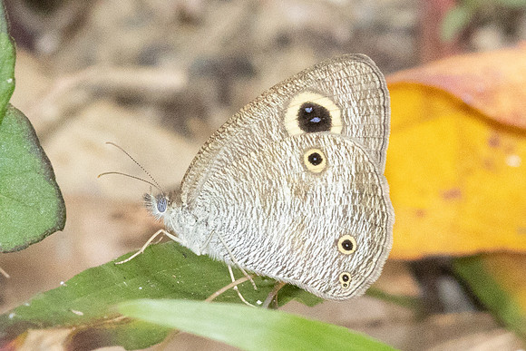 Ypthima pandocus--41
