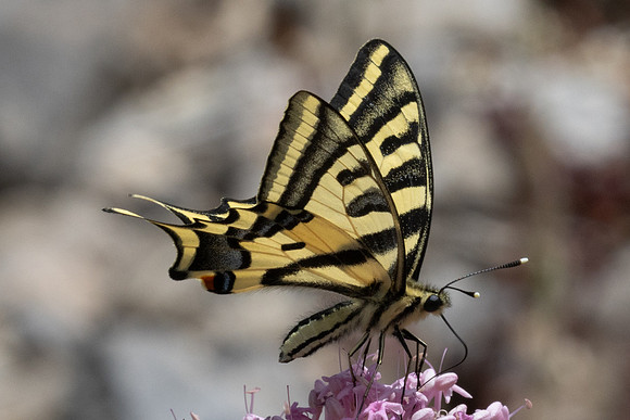 Papilio alexanor-0239