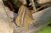 Mycalesis orseis--15 - Jardin d'hivers 960m - 2/02/26