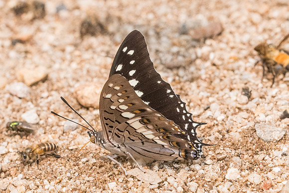 Charaxes solon sulphureus-0811 - Chiang Dao  - 11/03/23