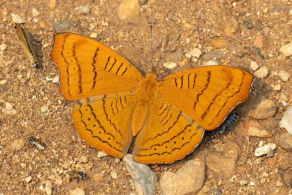 Pseudergolis wedah wedah-3291