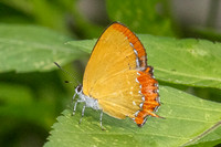 Heliophorus epicles tweediei ♀-38 - Jardin d'hivers Yala - 30/01/26