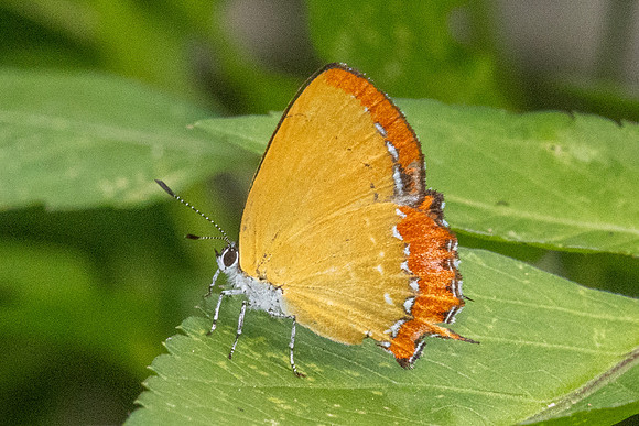 Heliophorus epicles tweediei ♀-38 - Jardin d'hivers Yala - 30/01/26