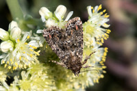 Callopistria latreillei-0909 - R Eus sournia - 15/07/23
