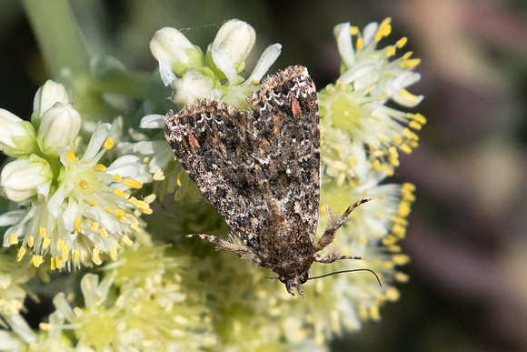Callopistria latreillei-0909 - R Eus sournia - 15/07/23