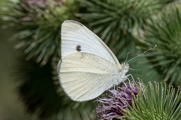 Pieris mannii-9087 - Orly sur morin - 4/08/19