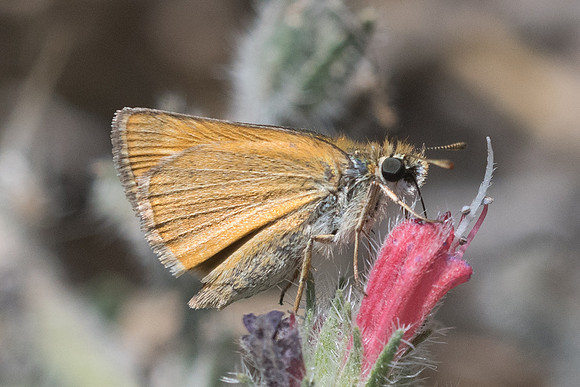 Thymelicus acteon-5716