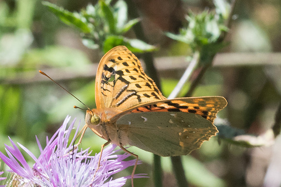 Argynnis pandora-7168